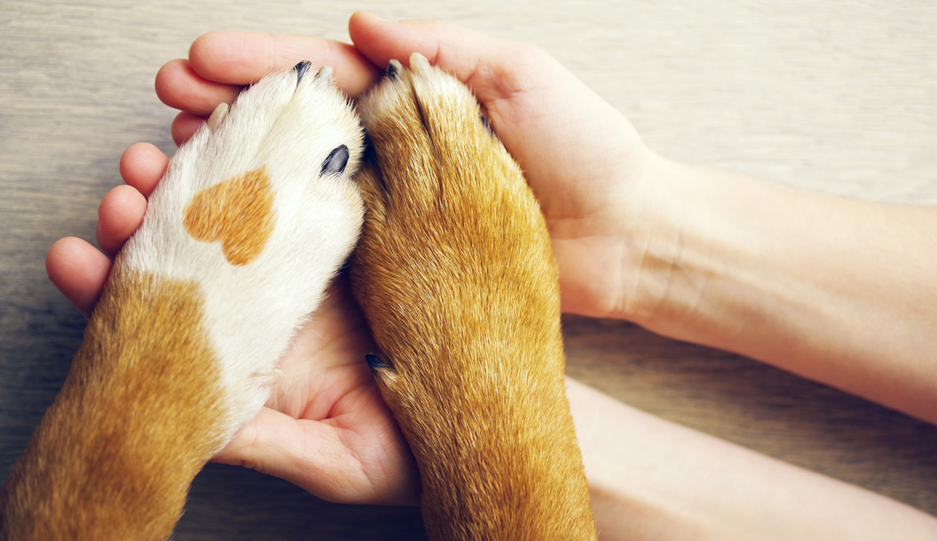 Angebot Honorar Merits Coaching für Hundehalter